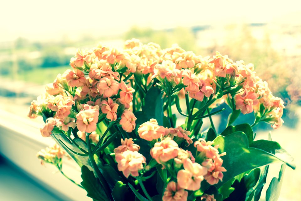 Pink Flowers On Green Plants Phptography