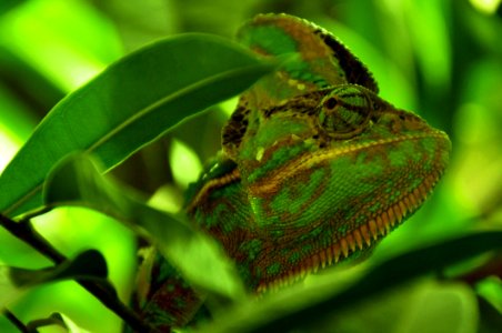 Green And Yellow Chameleon Close Up Photography