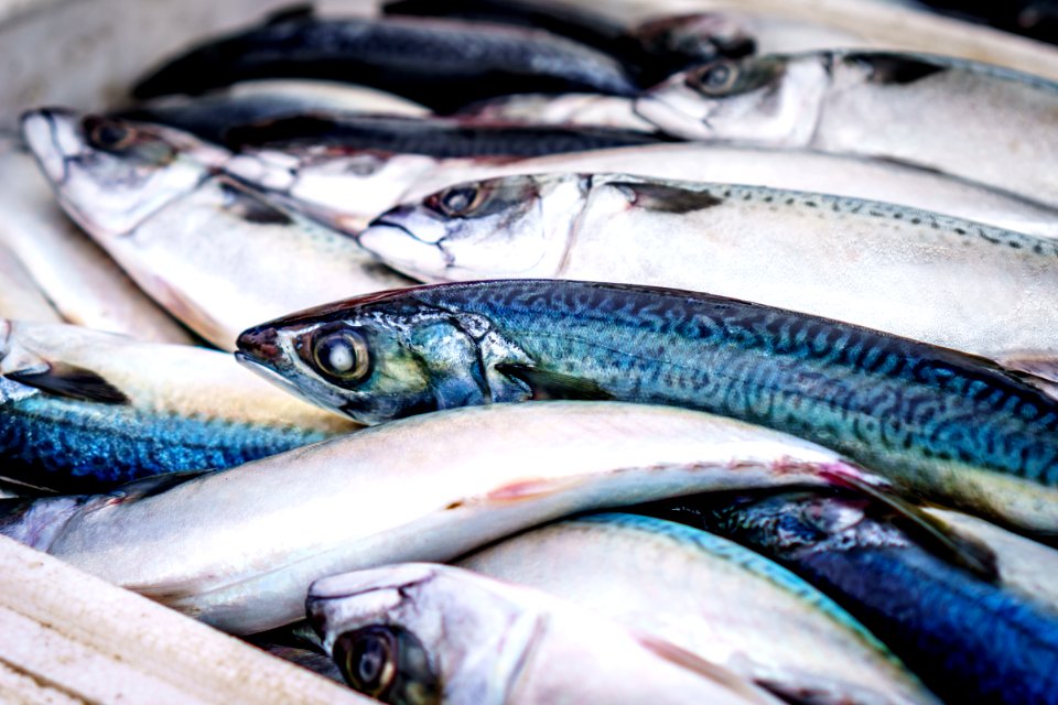 Blue And Light Grey Long Fish