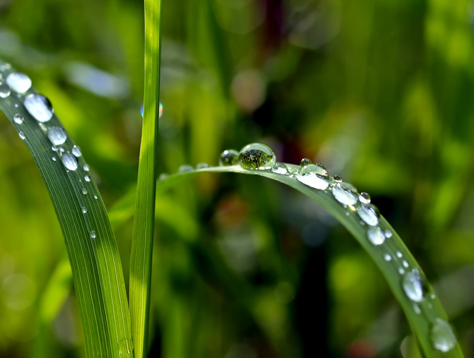 Macro Photography Of Watered Green Leaf Plant