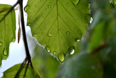 Green Leaf With Water Dew