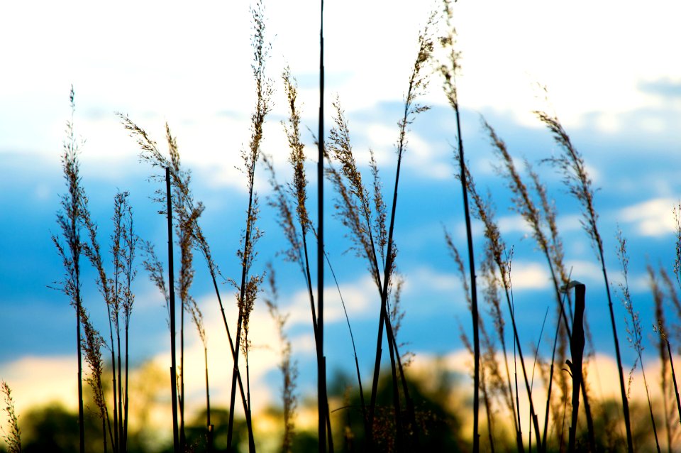 Close Up Image Of Grass During Daytime