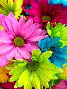 Pink Red Yellow Petaled Flower In Close Up Shot