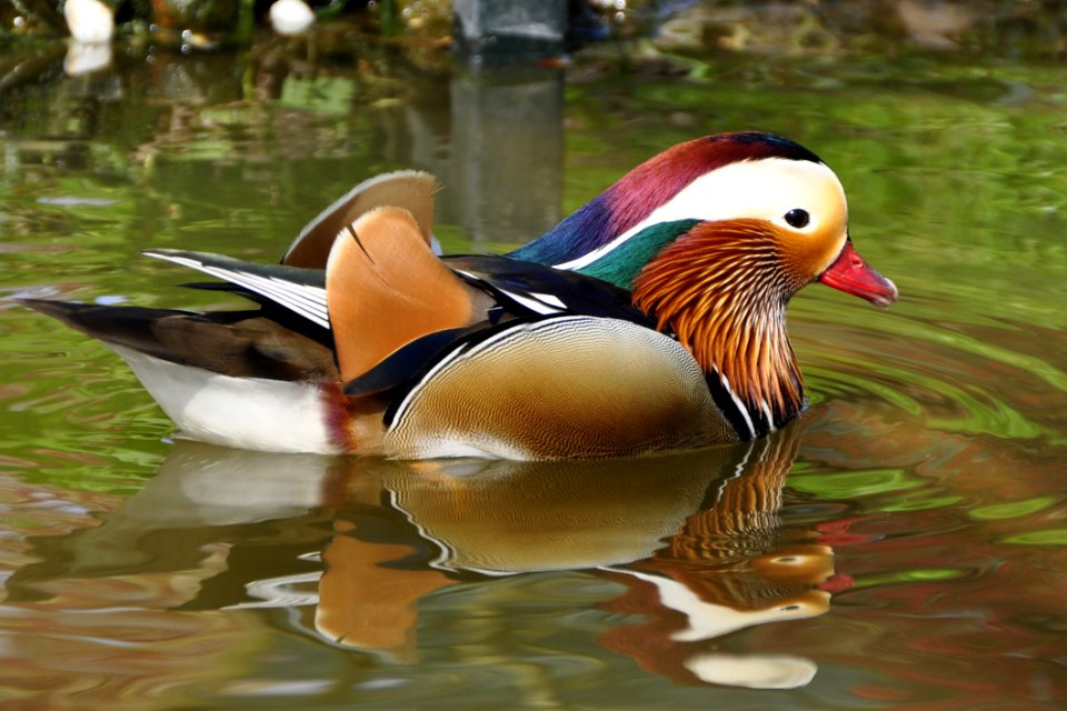 White And Blue And Red And Brown Feathered Bird