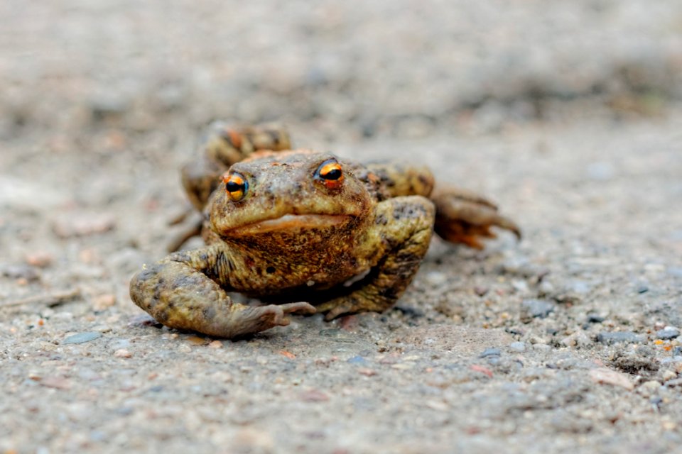 Frog