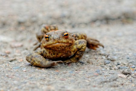 Frog