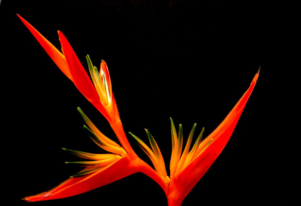 Red Birds Of Paradise