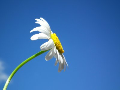 White Daisy Under Blue And White Cloudy Sky photo
