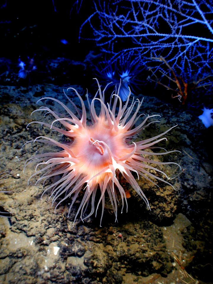 Pink Sea Creature Underwater