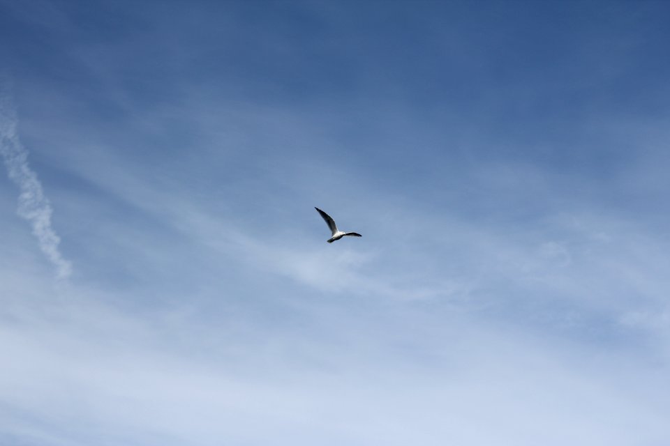 Seagull Flying In Pale Blue Sky