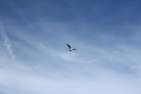 Seagull Flying In Pale Blue Sky photo