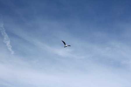 Seagull Flying In Pale Blue Sky