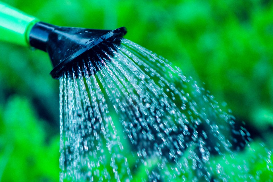 Green Black Watering Can Spraying At Green Leaved Plant