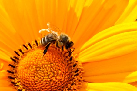 Bumble Bee On Yellow Daisy