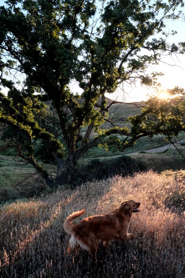 Dog Walking In Field