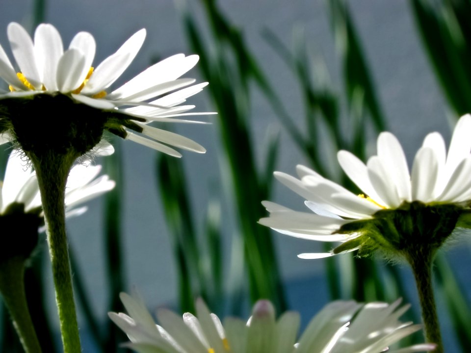 White Petaled Flower