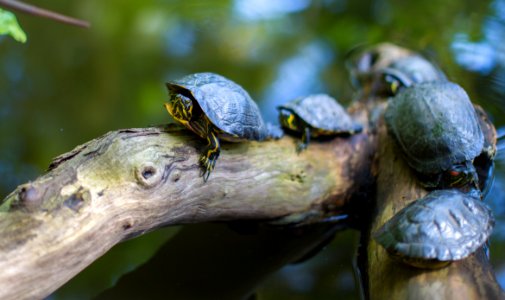 Gray Turtles Crawling On Tree Brunch