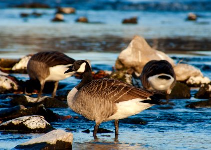 Geese On Lake photo