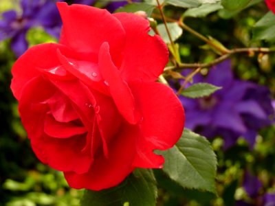 Close Up Photo Of Red Rose photo