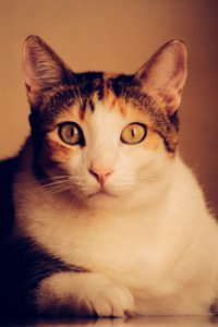 Calico Cat photo