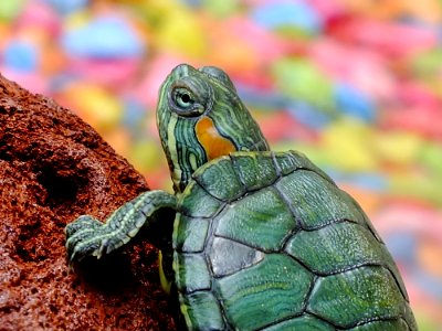 Portrait Of Turtle photo