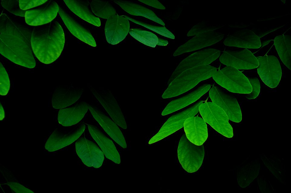 Green Leaves Plant