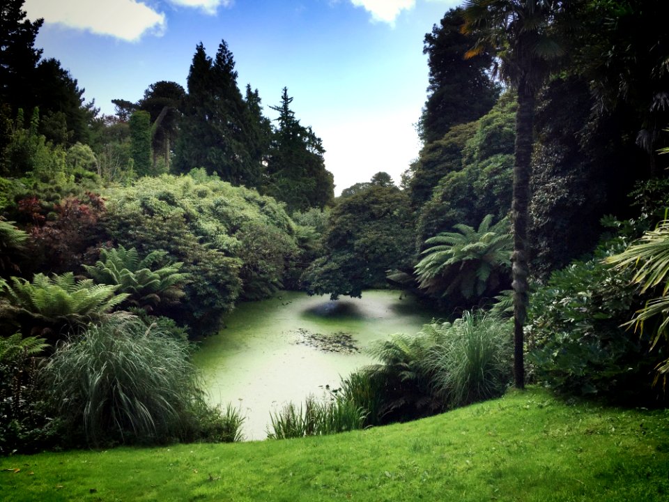 Green Plants And Trees
