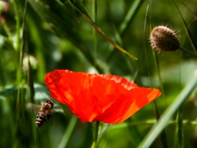 Brown And Black Bee Flying Near Orange Petaled Flower During Daytime photo