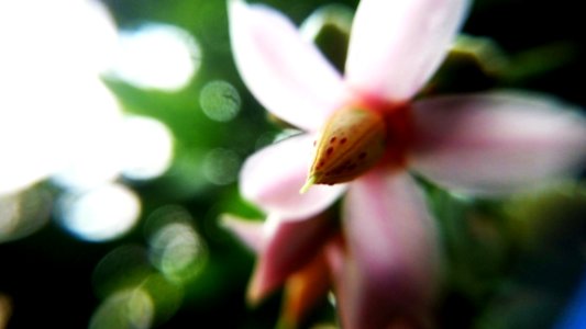 Pink 5 Petaled Flower Focused Photography
