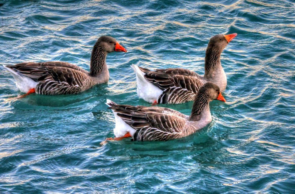 Gray And White 3 Ducks On Swiming