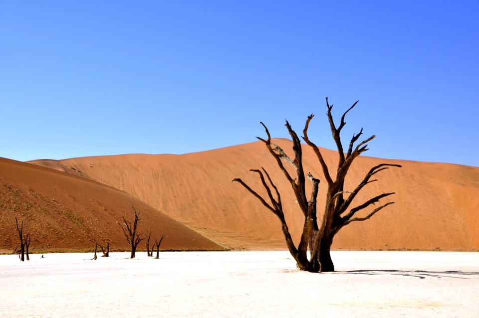 Wittered Tree On A Dessert