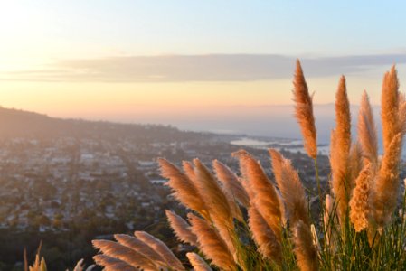 Golden Grasses On Hillside