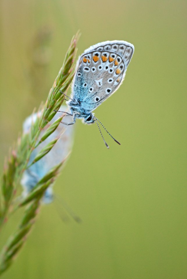 Grey White And Yellow Moth On Green Leaf Plant