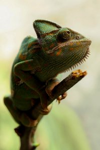 Yellow And Green Coated Lizard photo