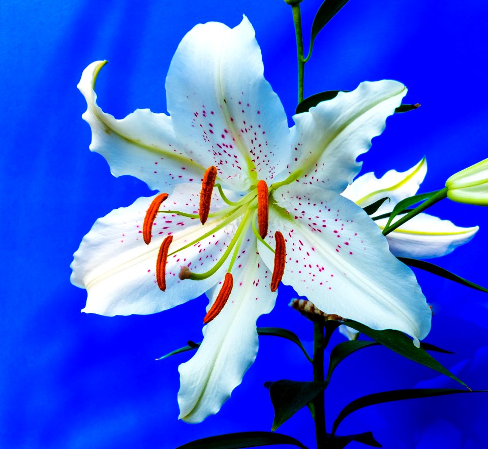 White And Green Flower