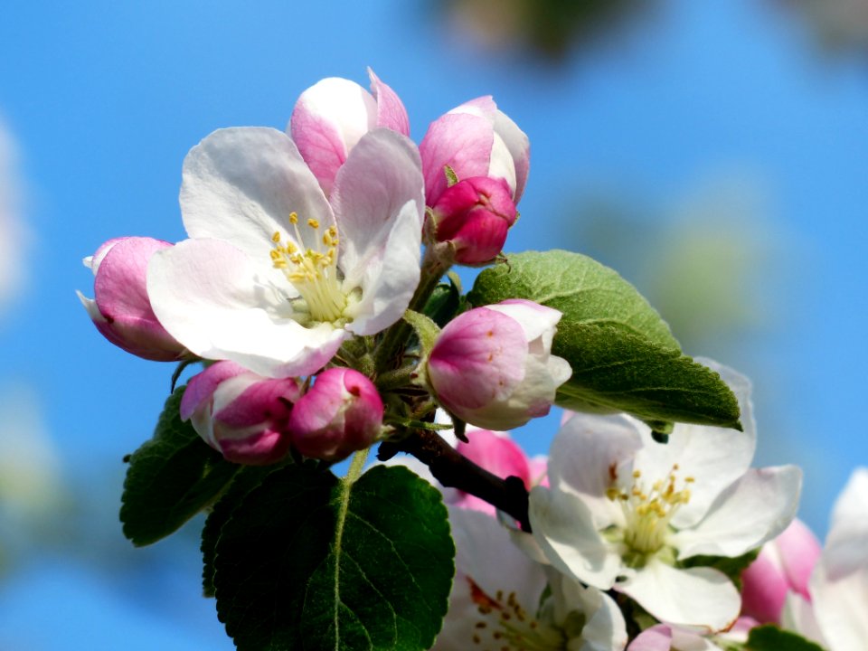 White And Pink Flower