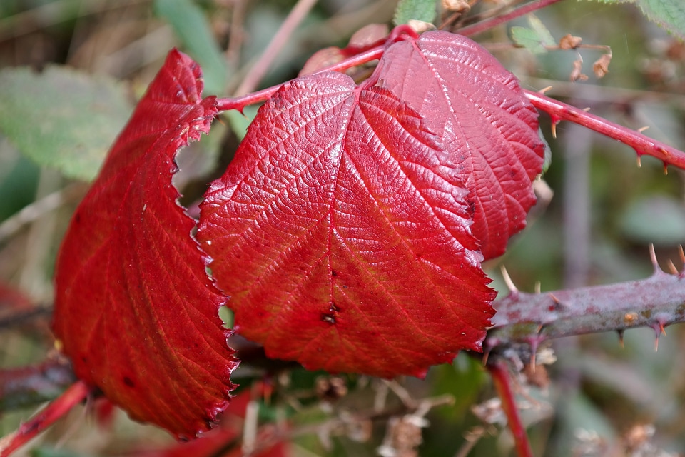 Bramble leaves fall leaves