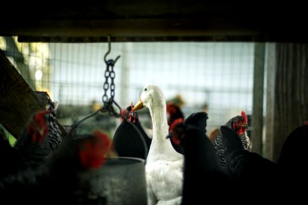 Duck In Hen House