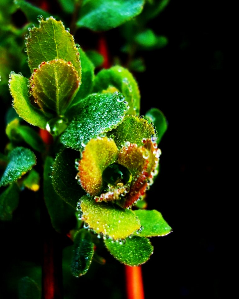 Green Leaf Plant