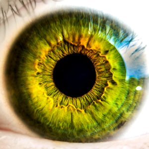 Macro Of Green Eye
