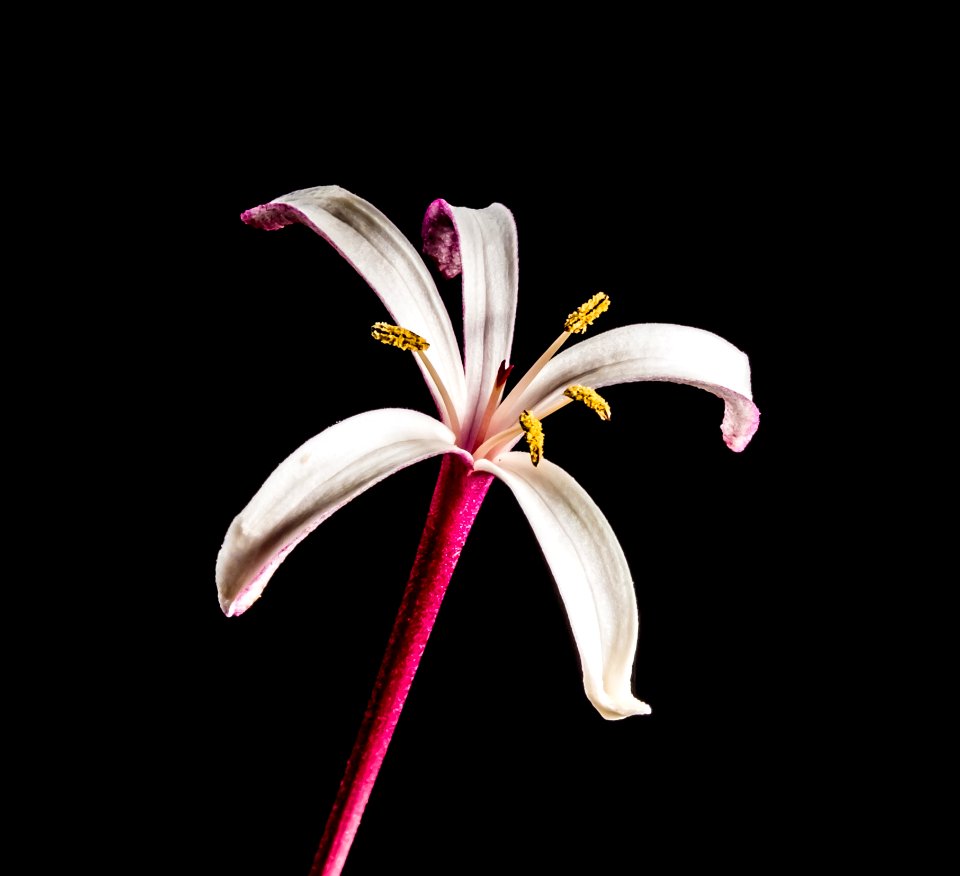 White And Pink Flower
