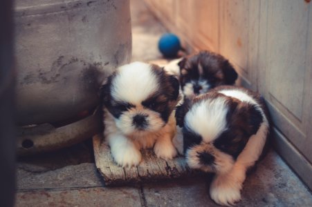 Puppies Playing In Backyard