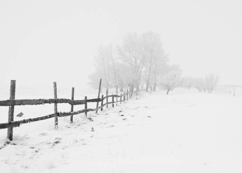 Black Wooden Fence On Snow Field At A Distance Of Black Bare Trees