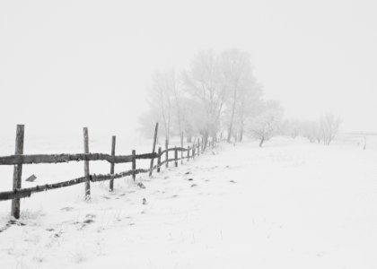 Black Wooden Fence On Snow Field At A Distance Of Black Bare Trees photo