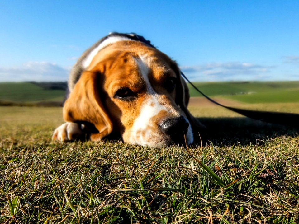 Portrait Of Beagle In Sunny Yard