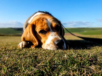 Portrait Of Beagle In Sunny Yard