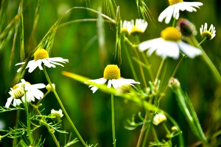 White And Yellow Flowers During Daytime