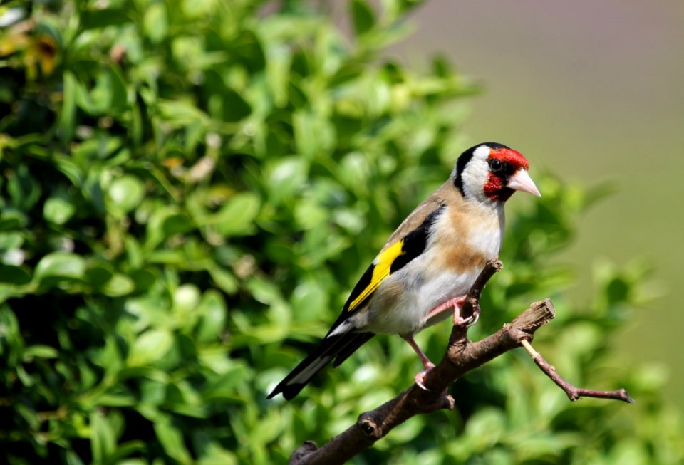 White Brown And Black Feathered Bird