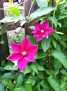 Floral plant blossom