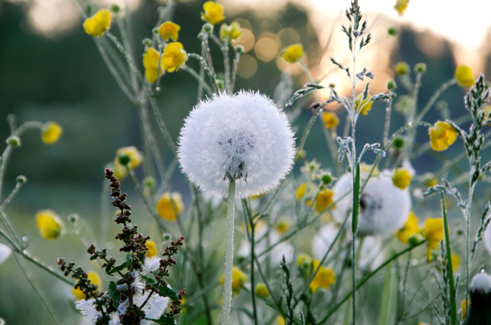 Dandelion Flowers With Seed Heads